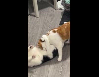 Two cats fight each other on floor
