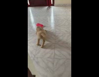 Brown puppy dog barks pops red balloon 