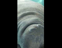 Walrus swim bumps nose on the glass
