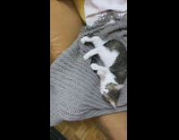 grey white kitten knitted blanket