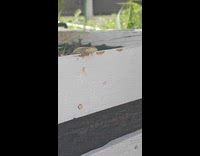 Man feeds lizard bread at hotel pool
