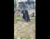 Two black bears stand push each other