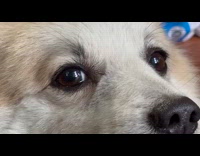 Filmer sings at dog and it barks