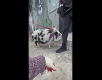 Man Calls Cute Pet Pig on Leash