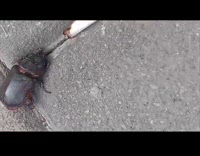 Beetle approaching cigarette butt