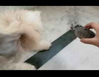 Small brown white dog turtle in hand