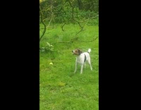Dog tries to reach the branch with chickens on the table