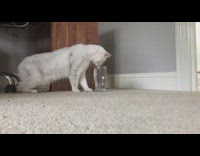 Grey cat touches hits glass cup water 