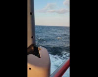 Pod of dolphins swims with the boat