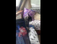 Dog runs away when owner starts filming