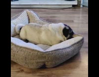 Pug in bed makes crying noises 