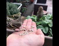 Three birds eat feeds on the palm in slow motion