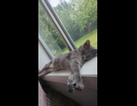 Cat by the window gives big stretch