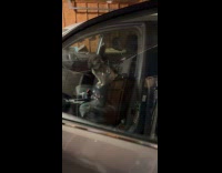 Dog stay inside car in the garage