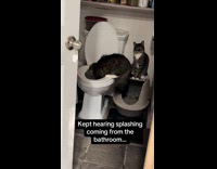 Cat splashing toilet water