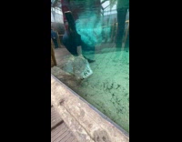 Collab Clips MPUGC - Guy making fun of crocodile with deformed snout 