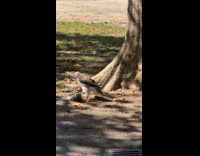 Collab WINY - Hawk on ground holds pigeon on one foot