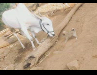Pet puppy plays with the cow with horns at the farm