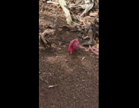 Pink colored chicks eat on the ground