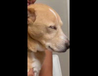 Dog sleeping while sitting on hoomans lap