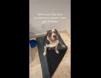 Suspicious dog doesnt want to go outside when asked 