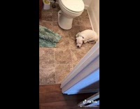 White dog in bathroom sleeping near toilet