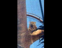 Leopard on tree in zoo cage pukes