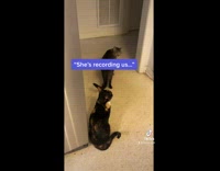 Collab BitchMP - Two cats talking to each other subtitles