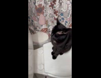 Cat struggles to stay awake early in morning