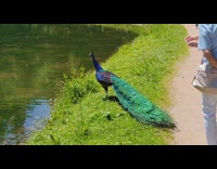 Peacock bird flies across the river