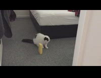 Black white cat plays with yellow sponge