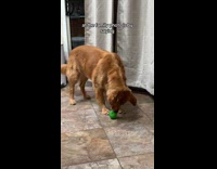 Collab Clips MPUGC - Dog attention after murder word