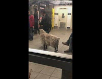 Fake goat in the middle of subway station, next to turnstiles