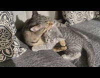 Cat holds kitten so it cant leave 