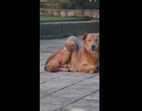 Puppy climb over brown dog gets sleepy