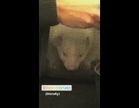 Guy with white ferret badger in pet bag carrier on subway train