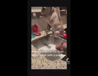 Guy holding up puppy getting bath in sink