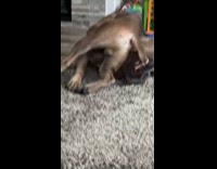 Dog tries to reach and bite tail