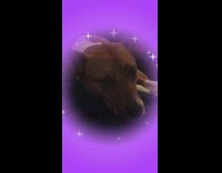 Collab DailyDoseOfInternet - Brown dog on lap wink sparkle filter