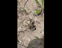Trap door spider cover its hole OMG