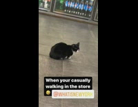 Bodega cat sitting on floor
