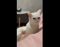 Collab ClipsIG - White cat reaction sniff lick paw claw