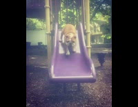brown bulldog goes down purple slide