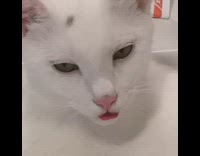White cat lays in sink tongue out 