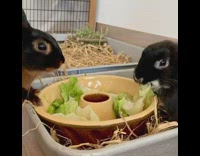 Two black bunny rabbis eat lettuce cage
