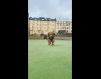 Collab KaleSaladIG - Dog runs across grass slow motion