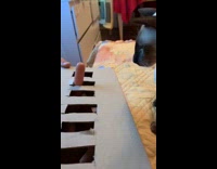 Cat plays whack a mole game finger