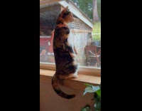Cat stands on window sill stares outside