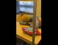Person sleeps on table inside the train