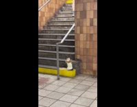Man plays saxophone animatronic animals dance subway